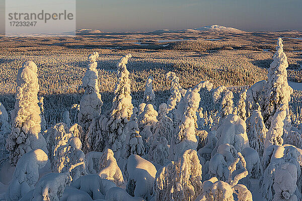 Schneebedeckte Winterlandschaft  tykky  Blick in Richtung Russland von Kuntivaara Fell  Kuusamo  Finnland  Europa
