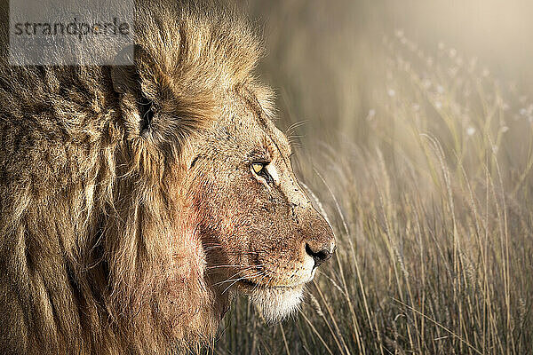 Kopfaufnahme eines männlichen Löwen (Panthera leo)  Namibia  Afrika