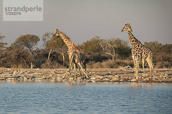 Mehrere Giraffen (Giraffa camelopardalis) trinken und stehen mit gespreizten Beinen an einem Teich  Etosha-Nationalpark  Namibia  Afrika