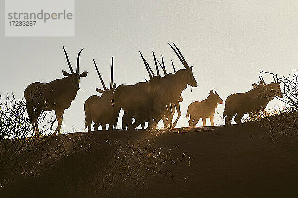 Silhouette eines Rudels Elenantilopen (Taurotragus oryx)  Namibia  Afrika