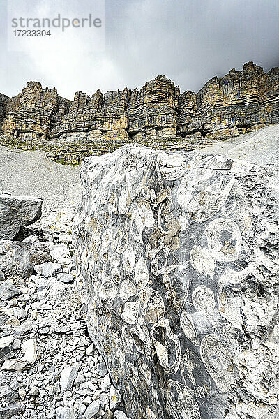 Marine Fossilien auf Felsen im geologischen Gebiet Orti della Regina  Brenta-Dolomiten  Madonna di Campiglio  Trentino  Italien  Europa