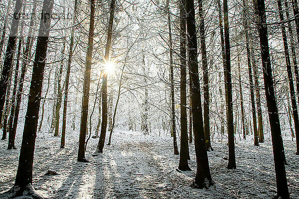 Winterwald in Chinteni  Siebenbürgen  Rumänien  Europa