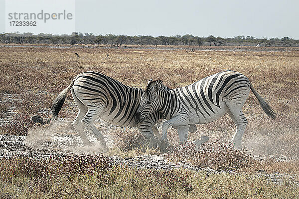 Zwei Zebras kämpfen in der Savanne  Etosha National Park  Namibia  Afrika