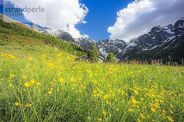 Alte Hüttengruppe zwischen Sommerblumen  Val d'Arigna  Valtellina  Orobie Alpen  Lombardei  Italien  Europa