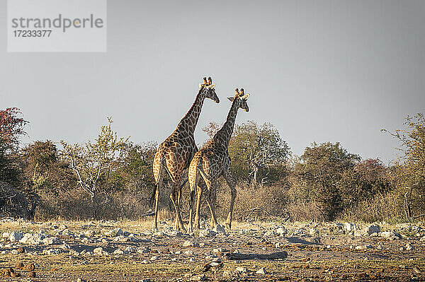 Zwei Giraffen (Giraffa camelopardalis) in der Nähe eines Wasserlochs  Seitenansicht  Etosha National Park  Namibia  Afrika