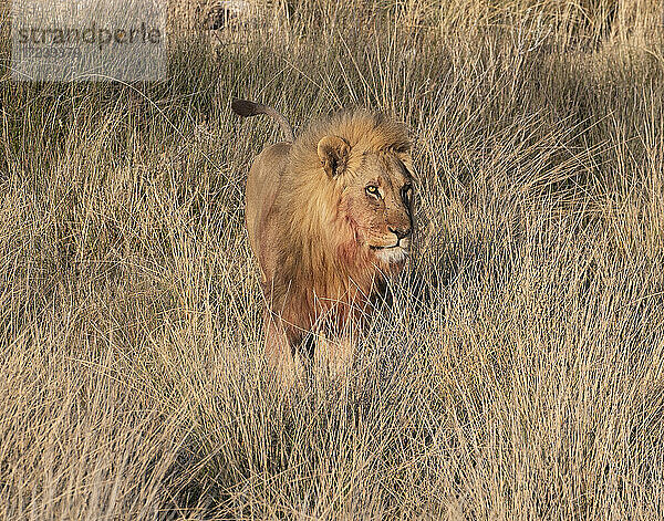 Männlicher Löwe (Panthera leo) stehend in der Savanne  Etosha National Park  Namibia  Afrika