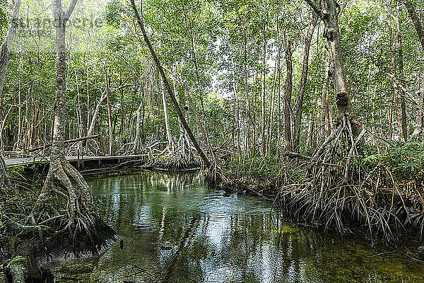 Mangoves im UNESCO-Biosphärenreservat Rio Celestun  Yucatan  Mexiko  Nordamerika