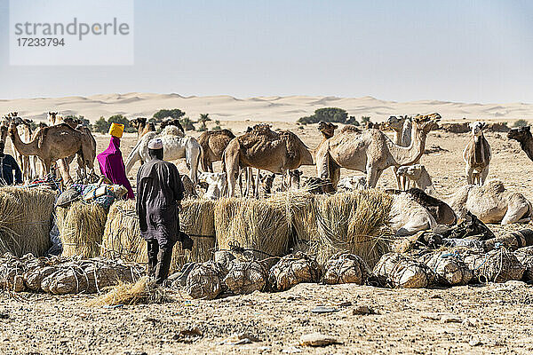 Tuaregs bereiten ihre Kamele für den Transport von Salz durch die Wüste von Bilma vor  Tenere-Wüste  Niger  Westafrika  Afrika