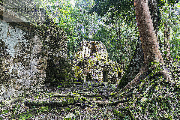 Archäologische Maya-Stätte von Yaxchilan im Dschungel von Chiapas  Mexiko  Nordamerika