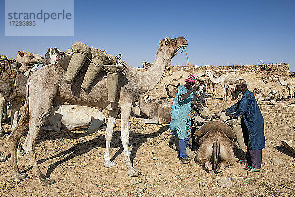 Kamele werden mit Salzflaschen beladen  Bilma  Tenere-Wüste  Niger  Westafrika  Afrika