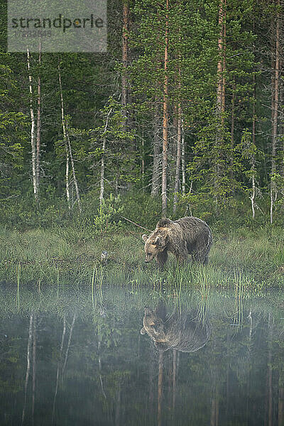 Eurasischer Braunbär (Ursus arctos arctos) im Morgennebel  gespiegelt im See  Kuhmo  Finnland  Europa