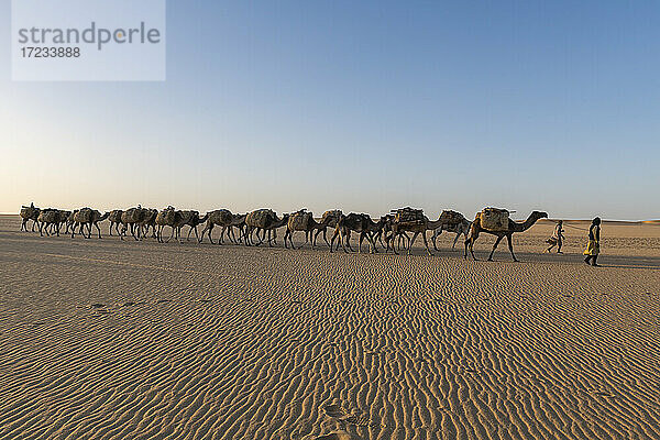 Salzkarawane beim Transport von Salz durch die Wüste  Oase Fachi  Tenere-Wüste  Niger  Westafrika  Afrika