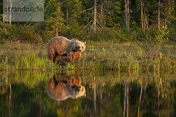 Eurasischer Braunbär (Ursus arctos arctos) im Abendsonnenlicht  gespiegelt im See  Kuhmo  Finnland  Europa