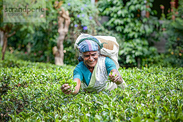 Teepflückerin bei der Arbeit auf Teeplantagen in der Nähe von Maskeliya in der Zentralprovinz von Sri Lanka  Asien