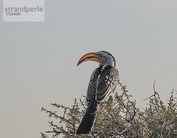 Nashornvogel (Tockus monteiri) auf einem Akazienbaum  Etosha National Park  Namibia  Afrika