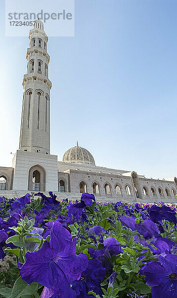 Minarett der Sultan Qaboos Moschee mit violetten Petunienblüten im Vordergrund  Muscat  Oman  Naher Osten