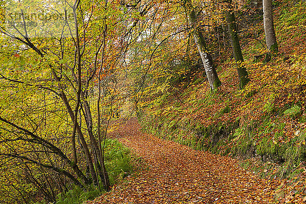 Waldweg durch einen Laubwald im Herbst  Watersmeet  Exmoor National Park  Devon  England  Vereinigtes Königreich  Europa