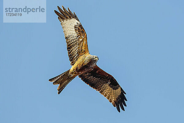 Rotmilan (Milvus milvus) Raubvogel im Flug  einst vom Aussterben bedroht  heute in den Chilterns verbreitet  Turville  Oxfordshire  England  Vereinigtes Königreich  Europa