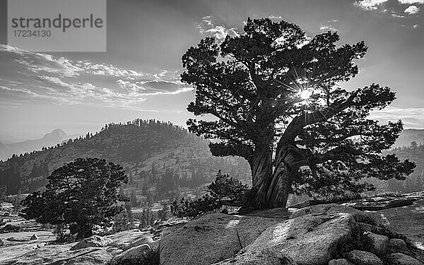 Uralter westlicher Wacholderbaum  der auf den Granithängen oberhalb von Olmstead Point im Yosemite-Nationalpark wächst  UNESCO-Welterbe  Kalifornien  Vereinigte Staaten von Amerika  Nordamerika