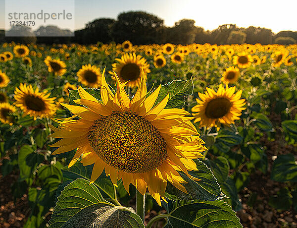 Sonnenblumenfeld in Brihuega  Guadalajara  Spanien  Europa