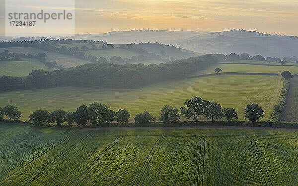 Blick aus der Luft auf hügeliges Ackerland im Sommer  Devon  England  Vereinigtes Königreich  Europa
