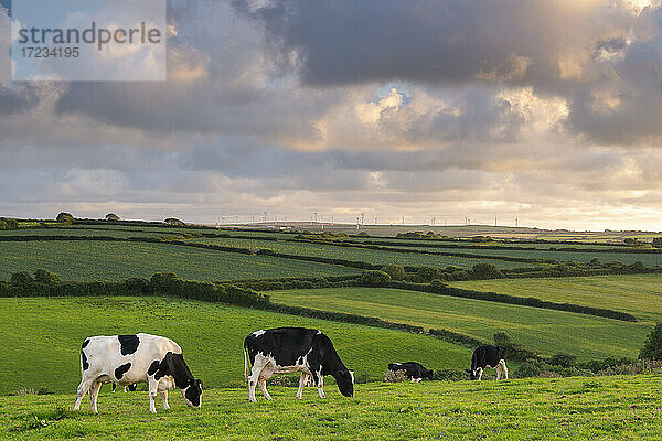 Weidende Milchkühe auf einem kornischen Feld bei Sonnenuntergang im Sommer  St. Issey  Cornwall  England  Vereinigtes Königreich  Europa