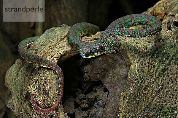 Bunte Bambusotter (Trimeresurus venustus)  Krabi  endemisch  Südthailand  Thailand  Asien