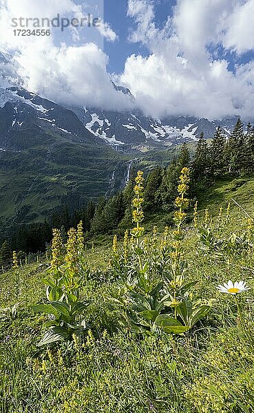 Gelber Enzian (Gentiana lutea)  Lauterbrunnen  Berner Alpen  Berner Oberland  Schweiz  Europa