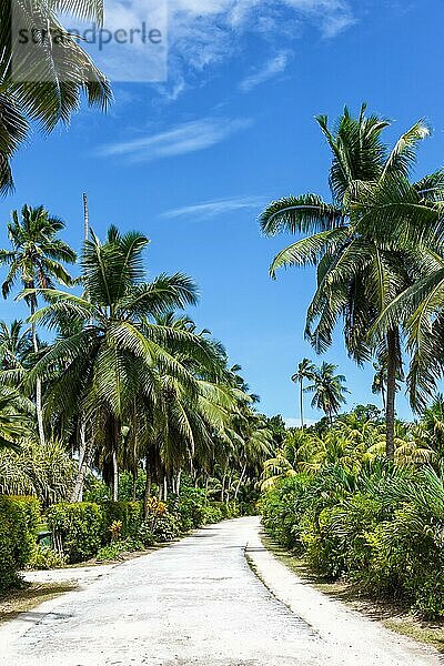 Palmen Weg Urlaub Ferien-Paradies Palme  La Digue  Seychellen  Afrika