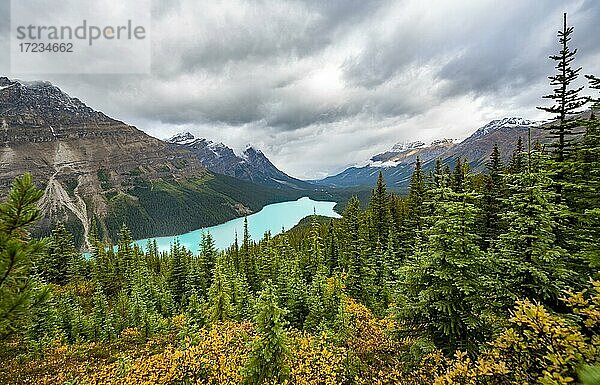 Gelbe herbstlich verfärbte Büsche im Wald  Wolken verhangene Berggipfel  türkisfarbener Gletschersee  Peyto Lake  Rocky Mountains  Banff-Nationalpark  Provinz Alberta  Kanada  Nordamerika