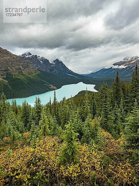 Gelbe herbstlich verfärbte Büsche im Wald  Wolken verhangene Berggipfel  türkisfarbener Gletschersee  Peyto Lake  Rocky Mountains  Banff-Nationalpark  Provinz Alberta  Kanada  Nordamerika