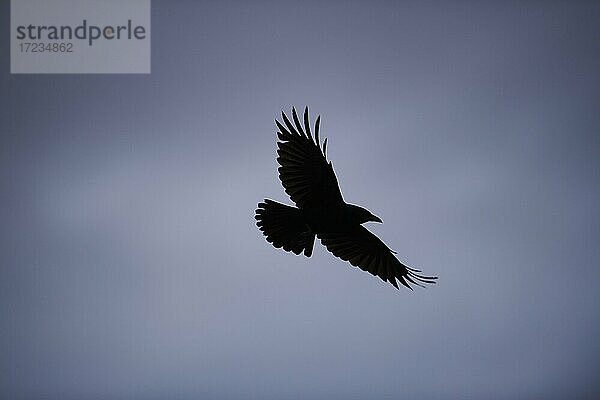 Fliegende Aaskrähe (Corvus corone)  Bayern  Deutschland  Europa