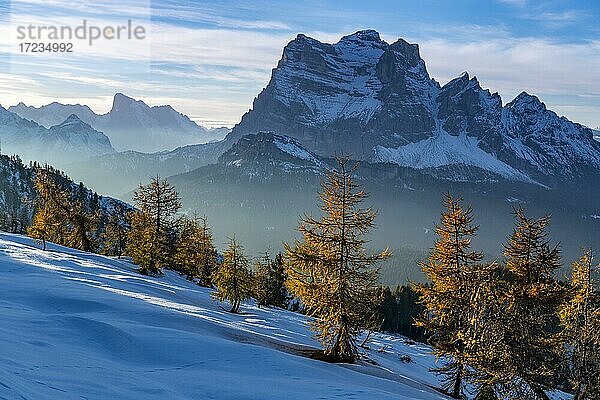 Gipfel des Monte Pelmo im Abendlicht mit Lärchenwald im Vordergrund  Colle Santa Lucia  Val Fiorentina  Dolomiten Italien