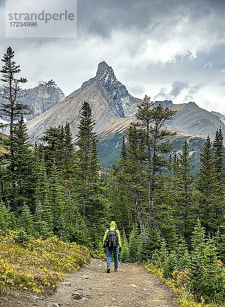 Wanderer auf Wanderweg zwischen herbstlichen Büschen  Ausblick auf Berglandschaft und Gletscher im Herbst  Berg Hilda Peak  Parker Ridge  Icefields Parkway  Jasper National Park Nationalpark  Canadian Rocky Mountains  Alberta  Kanada  Nordamerika