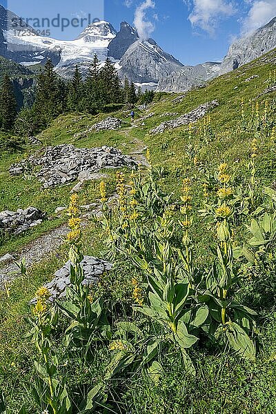 Wanderweg  Gelber Enzian (Gentiana lutea)  Lauterbrunnen  Berner Alpen  Berner Oberland  Schweiz  Europa