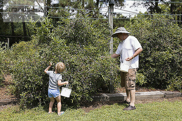 Junge und Großvater pflücken Blaubeeren auf einer Obstfarm
