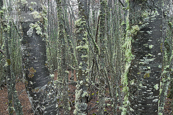 Patagonischer Wald  Moos auf Bäumen  Tierra del Fuego Nationalpark  Argentinien