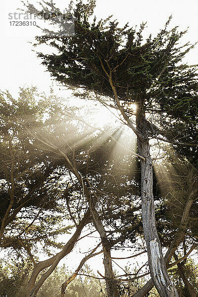 Sonne  die durch Bäume scheint  Point Lobos  Sutro Baths  Lands End Trail  San Francisco  Kalifornien  USA
