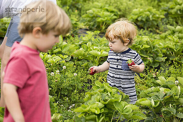 Mutter und junge Söhne pflücken Erdbeeren