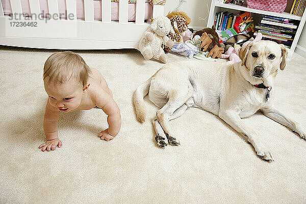 Baby-Mädchen  krabbelnd  Haushund neben ihr