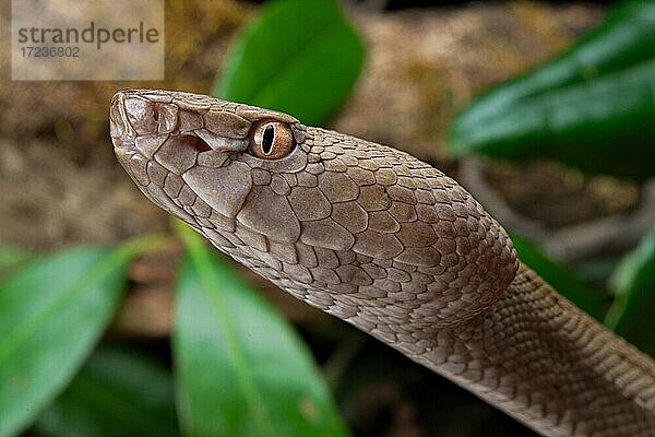 Tokara Habu (Protobothrops tokarensis)  endemisch auf den Tokara-Inseln  Japan  Asien