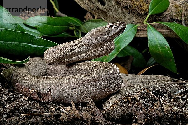 Tokara Habu (Protobothrops tokarensis)  endemisch auf den Tokara-Inseln  Japan  Asien