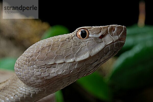 Tokara Habu (Protobothrops tokarensis)  endemisch auf den Tokara-Inseln  Japan  Asien