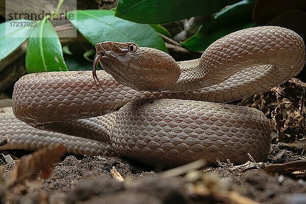 Tokara Habu (Protobothrops tokarensis)  endemisch auf den Tokara-Inseln  Japan  Asien