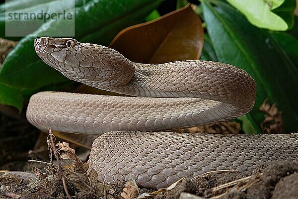 Tokara Habu (Protobothrops tokarensis)  endemisch auf den Tokara-Inseln  Japan  Asien