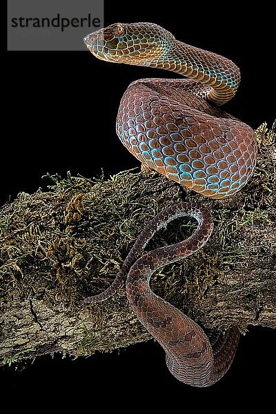 Philippinische Grubenotter (Trimeresurus flavomaculatus)  Philippinen  Asien