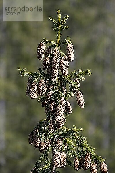 Fichte (Picea abies)  Wipfel mit vielen offenen Zapfen  im Frühling  Stanser-Joch  Stans  Tirol  Österreich  Europa