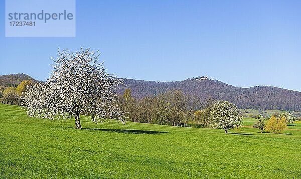 Streuobstwiese  Kirschbaum  hinten Burg Teck  Weilheim unter Teck  Baden-Württemberg  Deutschland  Europa