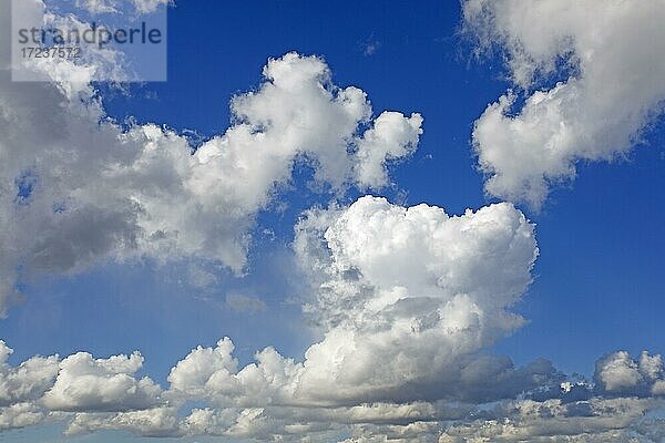 Cumulus-Wolken am blauen Himmel  Haufenwolken  Quellwolken  Schleswig-Holstein  Deuschland