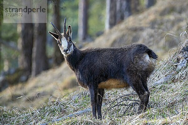 Gämse (Rupicapra rupicapra)  im Winterfell  steht in einem alten Nadelwald  Stanser-Joch  Stans  Tirol  Österreich  Europa